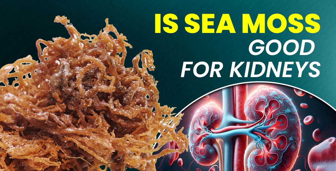 Is Sea Moss Good for Kidneys?